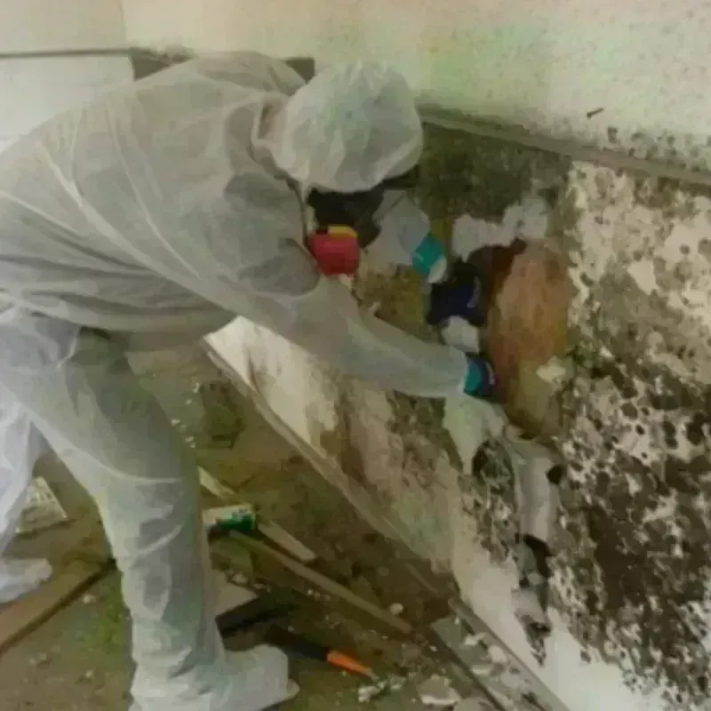 Mold Remediation and Removal in Cloverdale, VA